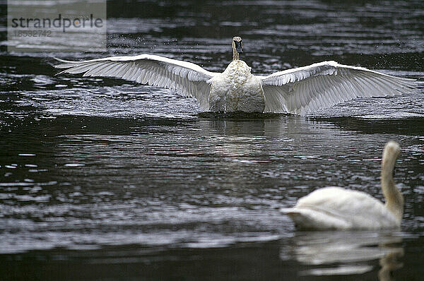 Trompeterschwan (Cygnus buccinator) streckt seine Flügel aus  während er im Madison River im Yellowstone National Park  Wyoming  USA  sitzt; Wyoming  Vereinigte Staaten von Amerika