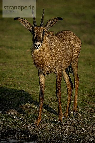 Pferdeantilope (Hippotragus equinus) steht am Flussufer und beobachtet die Kamera im Chobe-Nationalpark; Chobe  Botsuana