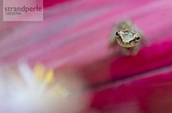 Winziger Glasfrosch (Centrolenidae sp.) auf einer Blüte von Cordyline terminalis Kunth sitzend; Costa Rica