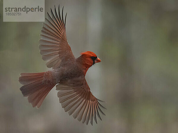 Männlicher Kardinal (Cardinalis cardinalis) im Flug; Rochester  Minnesota  Vereinigte Staaten von Amerika