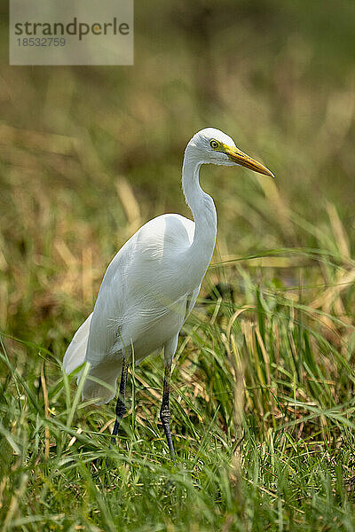 Silberreiher (Ardea alba) steht im Gras am Flussufer im Chobe-Nationalpark; Chobe  Botswana