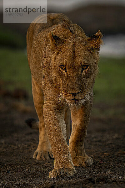 Junger männlicher Löwe (Panthera leo) überquert das Flussufer zur Kamera im Chobe-Nationalpark; Chobe  Botswana