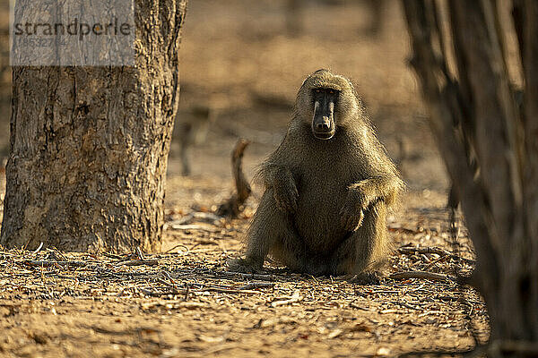 Chacma-Pavian (Papio ursinus) sitzt zwischen Bäumen und beobachtet die Kamera im Chobe-Nationalpark; Chobe  Botsuana