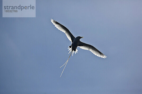 Seevogel mit langem Schwanz  der mit ausgebreiteten Flügeln fliegt; Seychellen