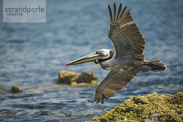 Pelikan fliegt von einem moosbewachsenen Felsen am Wasser; Baja California  Mexiko