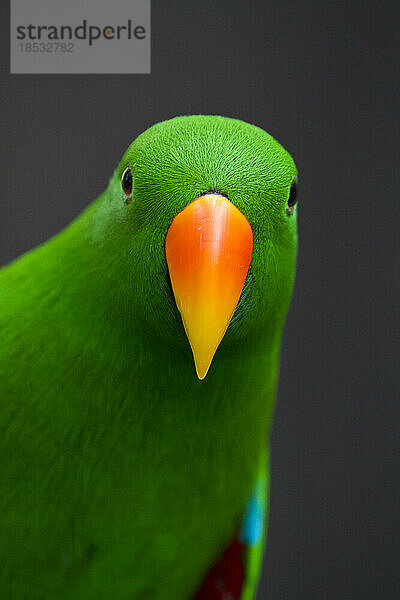 Nahaufnahme eines männlichen Eclectus-Papageis (Eclectus roratus); Australien