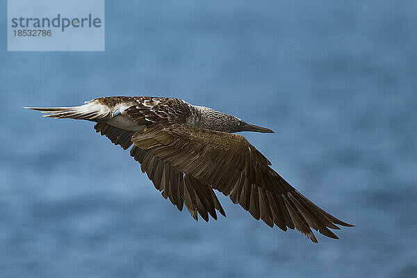 Blaufußtölpel (Sula nebouxii) im Flug über der Nord-Seymour-Insel; Galapagos-Inseln  Ecuador