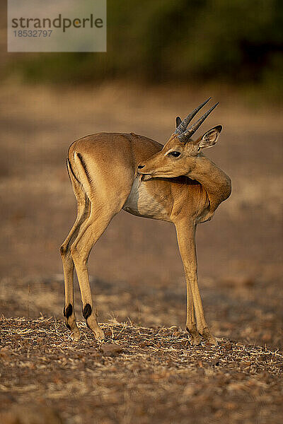 Junges männliches Gewöhnliches Impala (Aepyceros melampus) leckt seine Wunde im Chobe-Nationalpark; Chobe  Botswana