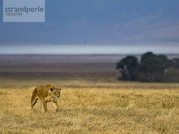 Weiblicher Löwe (Panthera leo) auf der Pirsch nach Beute im Nordosten Tansanias; Ngorongoro-Krater  Region Arusha  Tansania