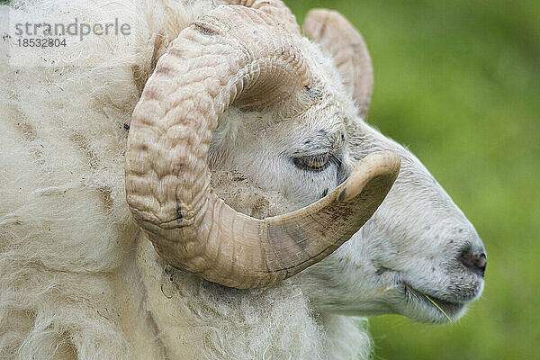 Nahaufnahme eines Schafes (Ovis aries) auf der Insel Flatey  Island; Island