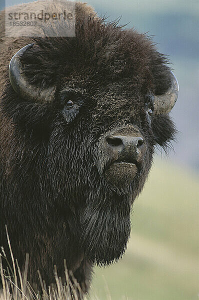 Porträt eines amerikanischen Bisons (Bison bison) im Yellowstone National Park; Vereinigte Staaten von Amerika