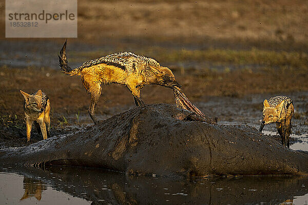 Schabrackenschakal (Lupulella mesomelas) reißt Eingeweide aus einer toten Giraffe im Chobe-Nationalpark; Chobe  Botsuana