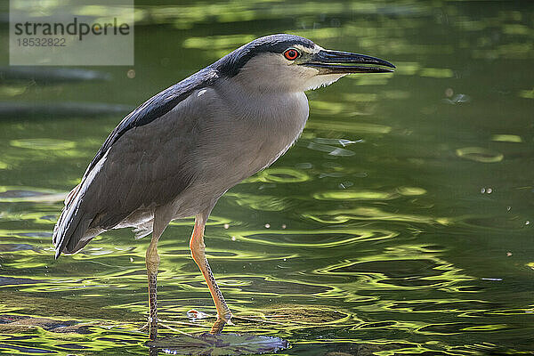 Porträt eines Schwarzscheitel-Nachtreihers (Nycticorax nycticorax); Maui  Hawaii  Vereinigte Staaten von Amerika