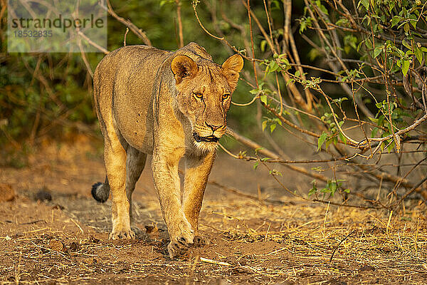 Löwin (Panthera leo) mit Scheinwerfern spaziert durch belaubtes Gebüsch im Chobe-Nationalpark; Chobe  Botswana