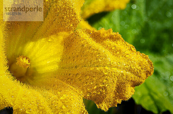 Extreme Nahaufnahme einer gelben Zucchiniblüte im Sonnenlicht mit Wassertropfen; Calgary  Alberta  Kanada