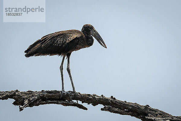 Afrikanischer Gabelschwanz (Anastomus lamelligerus) auf einem Ast unter blauem Himmel im Chobe-Nationalpark; Chobe  Botswana