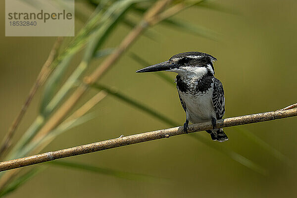 Afrikanischer Graufischer (Ceryle rudis) mit Scheinwerfer auf einem Ast im Chobe-Nationalpark; Chobe  Botswana