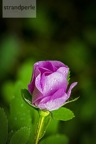 Nahaufnahme einer wilden Rose mit Wassertropfen; Calgary  Alberta  Kanada