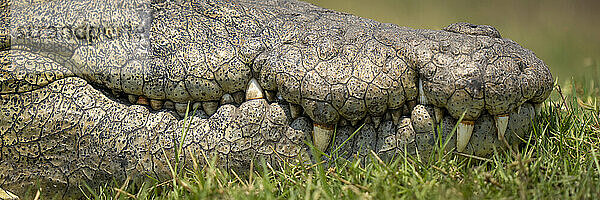 Nahaufnahme des Mauls eines Nilkrokodils (Crocodylus niloticus) im Gras im Chobe-Nationalpark; Chobe  Botsuana