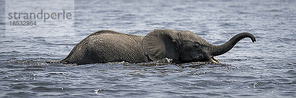 Panorama eines afrikanischen Buschelefanten (Loxodonta africana) im Fluss im Chobe-Nationalpark; Chobe  Botswana