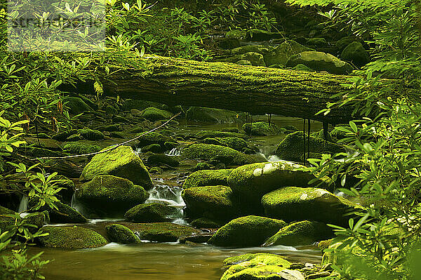 Moosbewachsene Felsen und ein Baumstamm über einem Bach im Great Smoky Mountains National Park  Tennessee  USA; Tennessee  Vereinigte Staaten von Amerika