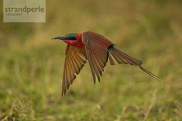 Südlicher Karminbienenfresser (Merops nubicoides) fliegt niedrig über Gras im Chobe-Nationalpark; Chobe  Botsuana