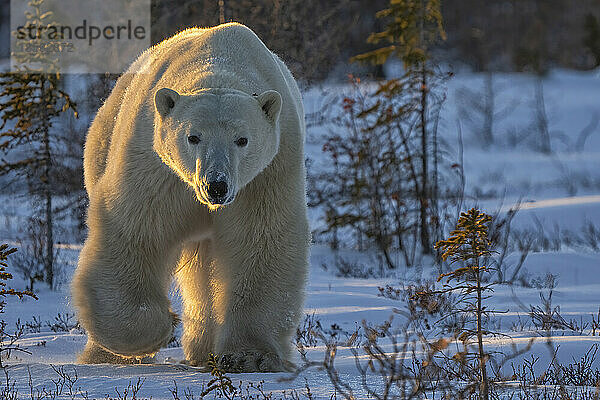 Eisbär (Ursus maritimus) spaziert im Schnee im Sonnenlicht an den Ufern der Hudson Bay; Churchill  Manitoba  Kanada