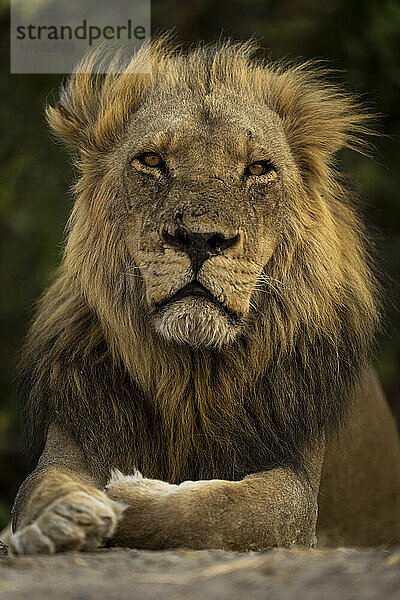 Nahaufnahme eines männlichen Löwen (Panthera leo) im Chobe National Park; Chobe  Botswana