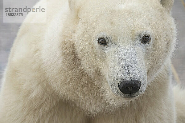 Nahaufnahme eines Eisbären (Ursus maritimus); Churchill  Manitoba  Kanada