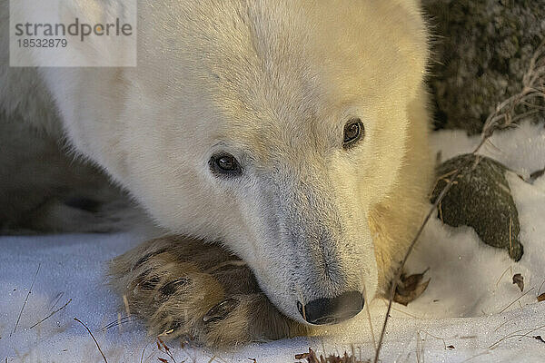 Nahaufnahme eines Eisbären (Ursus maritimus)  der seinen Kopf auf seine Pfote stützt; Churchill  Manitoba  Kanada