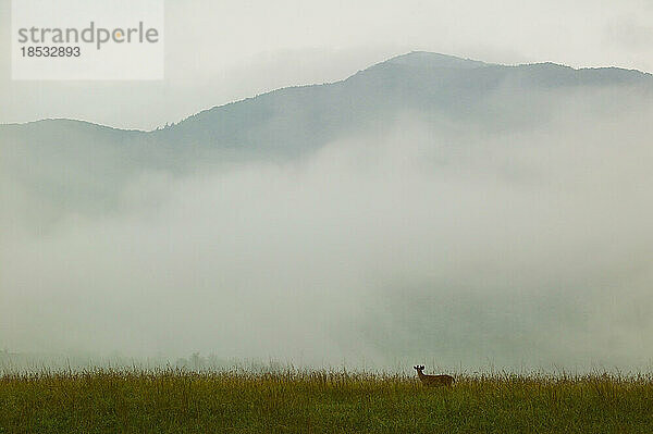 Weißwedelhirsch (Odocoileus virginianus) in Cades Cove  Great Smoky Mountains National Park  Tennessee  USA; Tennessee  Vereinigte Staaten von Amerika