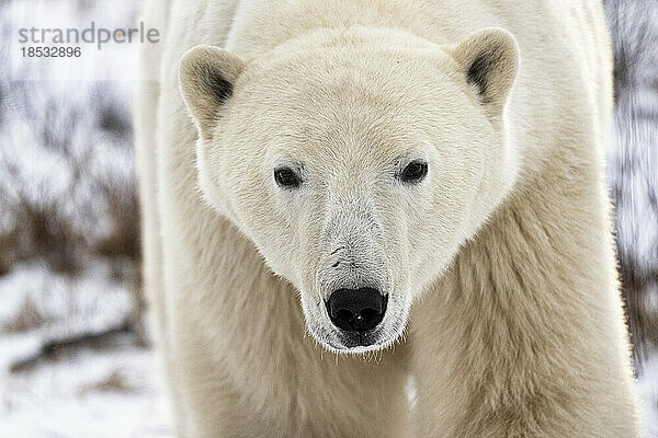 Nahaufnahme eines Eisbären (Ursus maritimus) an der Küste der Hudson Bay; Churchill  Manitoba  Kanada