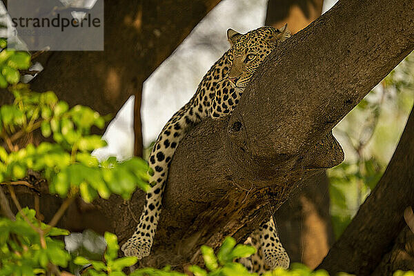 Leopard (Panthera pardus) liegt starr auf einem Baumzweig im Chobe-Nationalpark; Chobe  Botswana