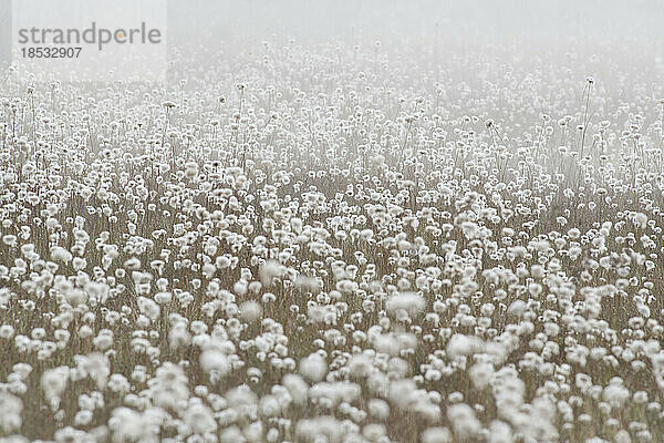 Früher Morgentau und Baumwollgras (Eriophorum) im Blackwater Falls State Park in West Virginia  USA; Davis  West Virginia  Vereinigte Staaten von Amerika