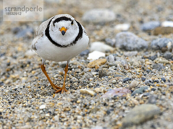 Flussregenpfeifer (Charadrius Melodus) auf einem Kieselstrand; Groton  Connecticut  Vereinigte Staaten von Amerika