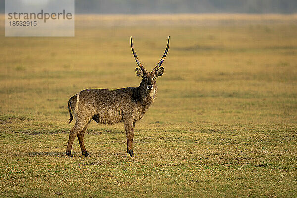 Männlicher Gewöhnlicher Wasserbock (Kobus ellipsiprymnus) steht auf der Grasaue im Chobe-Nationalpark; Chobe  Botsuana