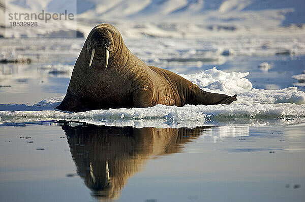 Weibliches Walross (Odobenus rosmarus) auf dem Eis; Hornsund  Spitzbergen  Svalbard Archipelago  Norwegen