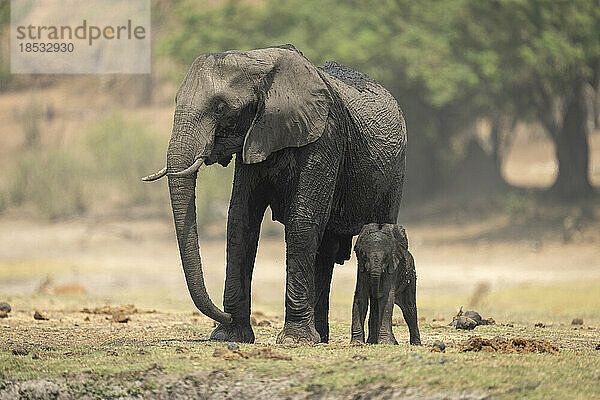 Weiblicher afrikanischer Buschelefant (Loxodonta africana) steht neben seinem Baby im Chobe-Nationalpark; Chobe  Botswana