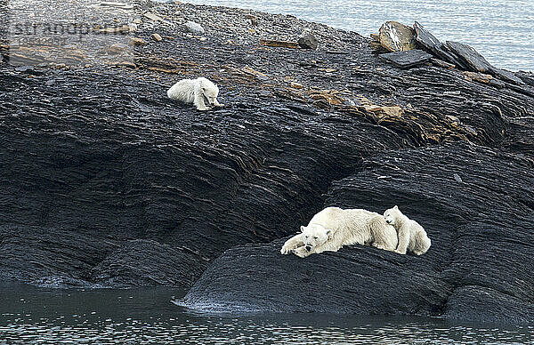 Eisbär mit Jungen (Ursus maritimus) entspannen sich auf den Felsen neben dem Hornsundfjord; Spitzbergen  Svalbard  Norwegen