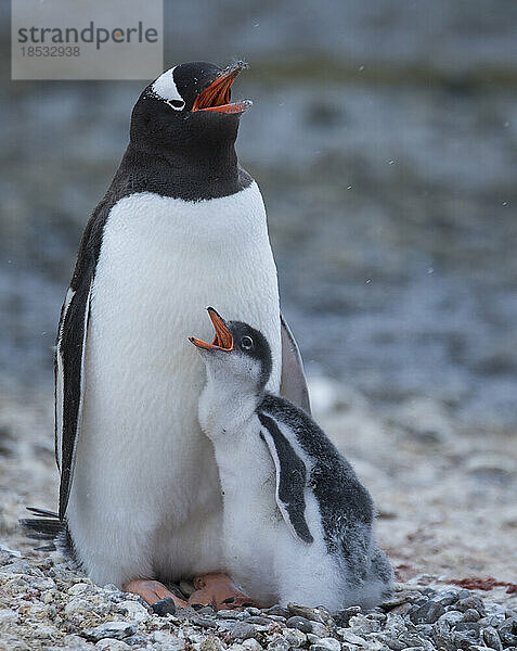 Eselspinguin (Pygoscelis papua) mit Küken; Antarktis