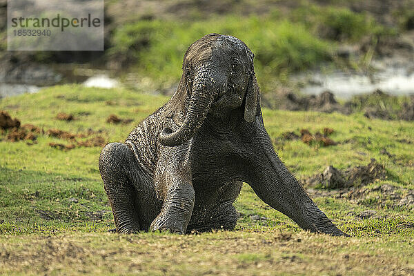 Kleiner afrikanischer Buschelefant (Loxodonta africana) sitzt am grasbewachsenen Flussufer im Chobe-Nationalpark; Chobe  Botsuana