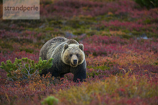 Braunbär (Ursus arctos) in einem Heidelbeerfeld und in der Tundra; Kronotsky Zapovednik  Kamtschatka  Russland