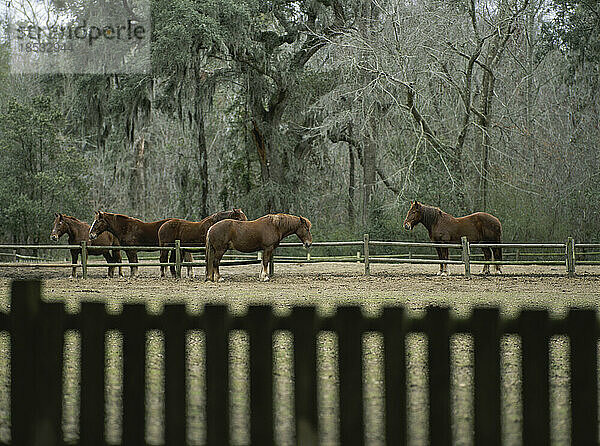 Pferde in einem eingezäunten Bereich in der Nähe von Wäldern; Middleton Place  South Carolina  Vereinigte Staaten von Amerika