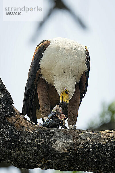 Afrikanischer Fischadler (Haliaeetus vocifer) frisst Fisch auf einem Ast im Chobe-Nationalpark; Chobe  Botswana