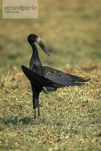 Afrikanischer Gabelschwanz (Anastomus lamelligerus) steht im Chobe-Nationalpark im Gras und breitet die Flügel aus; Chobe  Botswana