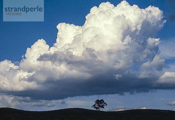 Große wogende Wolkenformation über einem silhouettierten Baum auf sanften Hügeln; Vermont  Vereinigte Staaten von Amerika