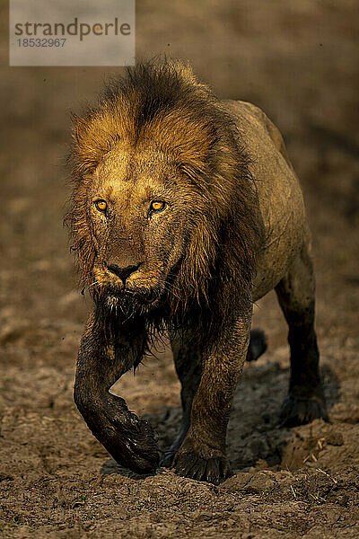 Männlicher Löwe (Panthera leo) spaziert im Chobe-Nationalpark  Chobe  Botswana  auf dem Schlamm  der den Fuß anhebt