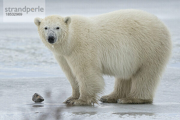 Nahaufnahme eines Eisbären (Ursus maritimus)  der mit verschneitem Gesicht auf dem Eis steht; Churchill  Manitoba  Kanada