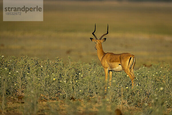 Männliches Impala (Aepyceros melampus) steht starrend über der Flussaue im Chobe National Park; Chobe  Botswana