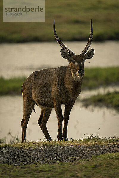 Männlicher Gewöhnlicher Wasserbock (Kobus ellipsiprymnus) steht am Flussufer im Chobe-Nationalpark; Chobe  Botswana